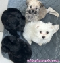 Fotos del anuncio: Maltipoo raza pequea