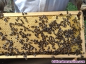 Colmenas y enjambres con abejas