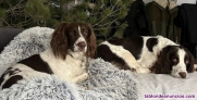 Fotos del anuncio: Springer Spaniel ingles