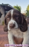 Fotos del anuncio: Springer Spaniel ingles