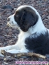 Fotos del anuncio: Springer Spaniel ingles