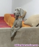 Fotos del anuncio: Regalo hembra de braco