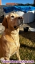 Fotos del anuncio: Busco novia para mi labrador