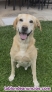 Fotos del anuncio: Busco novia para mi labrador