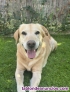 Fotos del anuncio: Busco novia para mi labrador