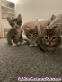Fotos del anuncio: Regalo Gatos