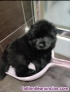Fotos del anuncio: Regalo Cachorros Chow Chow con border Collie