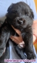 Fotos del anuncio: Regalo Cachorros Chow Chow con border Collie