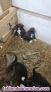 Fotos del anuncio: Regalo Cachorros Border Collie