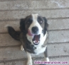 Fotos del anuncio: Regalo Cachorros Border Collie