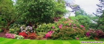 Fotos del anuncio: Jardinero Profesional