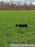 Fotos del anuncio: Braco alemn negro  cazando