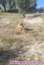 Fotos del anuncio: Cachorro podenco andaluz