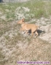 Fotos del anuncio: Cachorro podenco andaluz