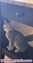 Regalo Gatos