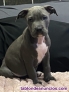 Fotos del anuncio: Cachorros de pedigr de Staffordshire Terrier
