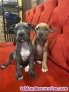 Fotos del anuncio: Cachorros de pedigr de Staffordshire Terrier