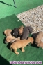 Fotos del anuncio: Cachorros de pedigr de Staffordshire Terrier