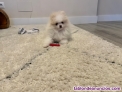 Fotos del anuncio: Pomerania macho y hembra