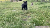 Fotos del anuncio: Cachorros Perro Lobo