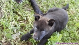 Fotos del anuncio: Cachorros Perro Lobo