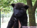 Fotos del anuncio: Cachorros Perro Lobo