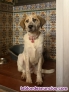 Fotos del anuncio: Regalo mastina