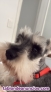 Fotos del anuncio: Schnauzer mini sal y pimienta busca novia 