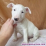 Fotos del anuncio: Cachorros de Bull Terrier Miniatura {+34 613 65 58 50}