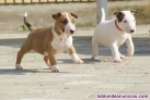 Fotos del anuncio: Cachorros de Bull Terrier Miniatura {+34 613 65 58 50}