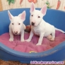 Fotos del anuncio: Cachorros de Bull Terrier Miniatura {+34 613 65 58 50}