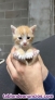 Fotos del anuncio: Se regalan gatitos