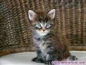Fotos del anuncio: Regalo! Los gatitos Maine Coon