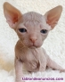 Fotos del anuncio: Adopcin! El gato Sphynx es una raza sin pelo con una personalidad juguetona.