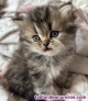 Fotos del anuncio: Gatitos Persas