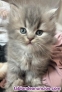 Fotos del anuncio: Gatitos Persas