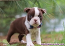 Fotos del anuncio: Regalo Cachorros Boston Terrier disponibles +34 613.65.58.50
