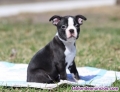 Fotos del anuncio: Regalo Cachorros Boston Terrier disponibles +34 613.65.58.50