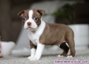 Fotos del anuncio: Regalo Cachorros Boston Terrier disponibles +34 613.65.58.50
