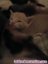 Fotos del anuncio: Regalo gatitos 