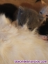 Fotos del anuncio: Regalo gatitos 