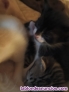 Fotos del anuncio: Regalo gatitos 
