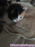 Fotos del anuncio: Regalo gatitos 