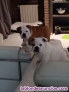 Fotos del anuncio: Cachorros bulldog ingles    ( +34 697475672)