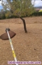 Fotos del anuncio: Desbroce de parcelas, jardines y limpieza de finca