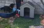 Casa de perro grande