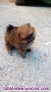 Fotos del anuncio: Lulu pomerania toy