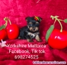Fotos del anuncio: Cachorros Yorkshire 698274525 Mallorca 
