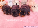 Fotos del anuncio: Cachorros Yorkshire 698274525 Mallorca 