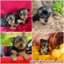 Fotos del anuncio: Cachorros Yorkshire 698274525 Mallorca 